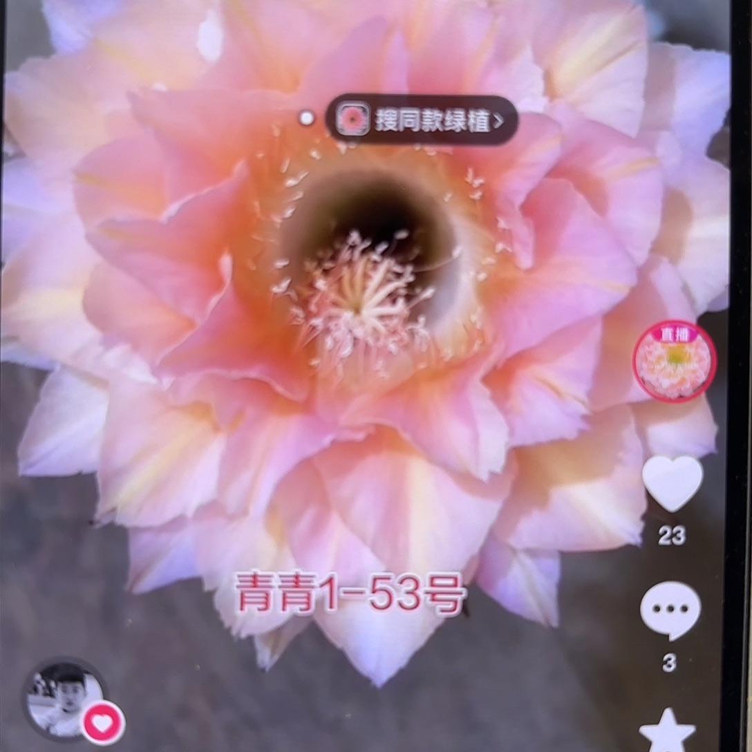 彩草1-53号3.5公分侧牙