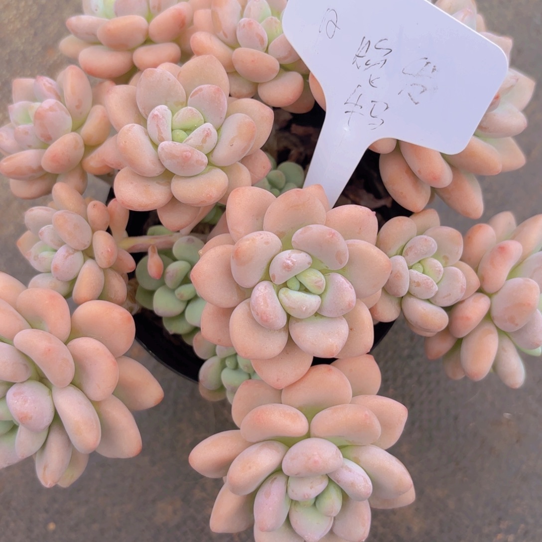 花***圆我的小可爱们都好可爱