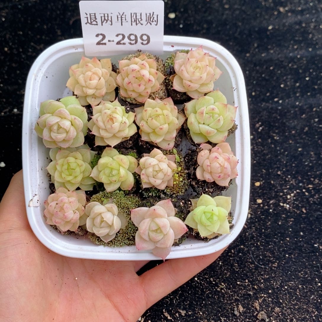 2-299 新疆西藏内蒙不发其他一单包邮两到三公分多肉