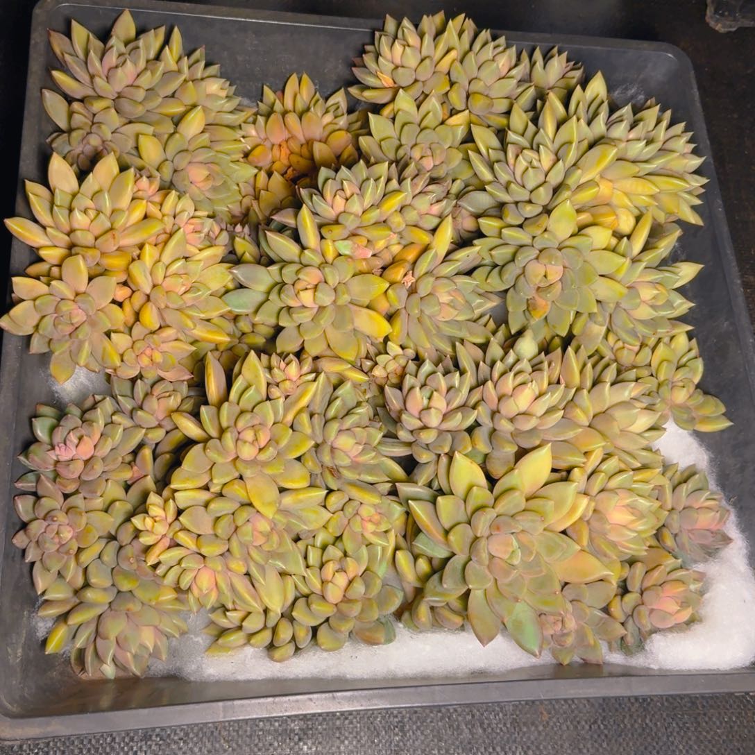 象牙福利5头多肉111111111