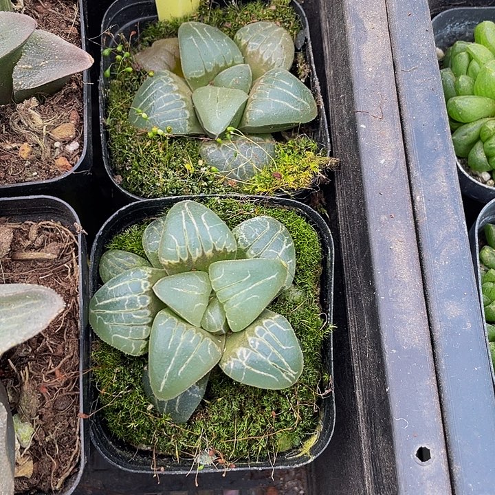 甜心玉露带盆土发