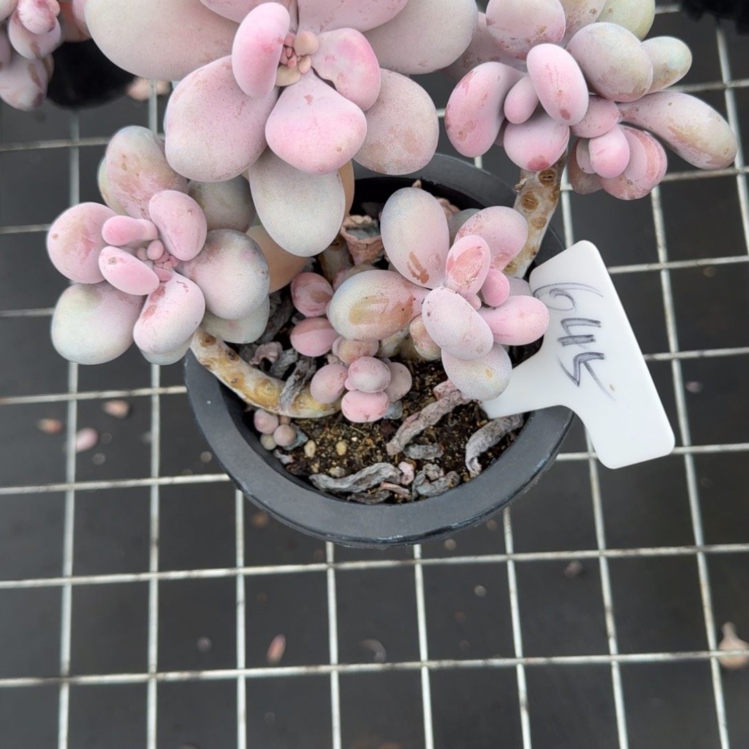 645桃蛋肉肉肉肉肉