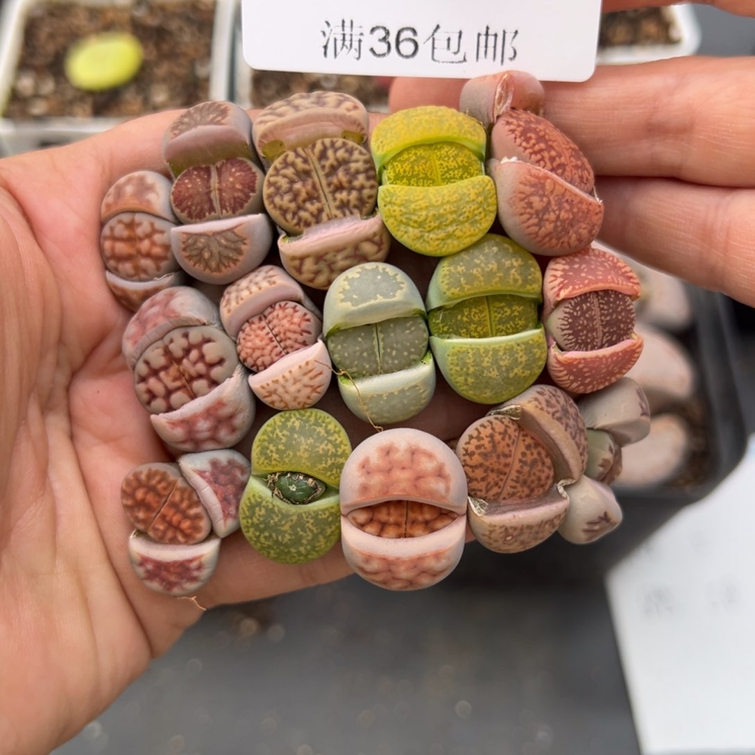 2.16好看的多肉937