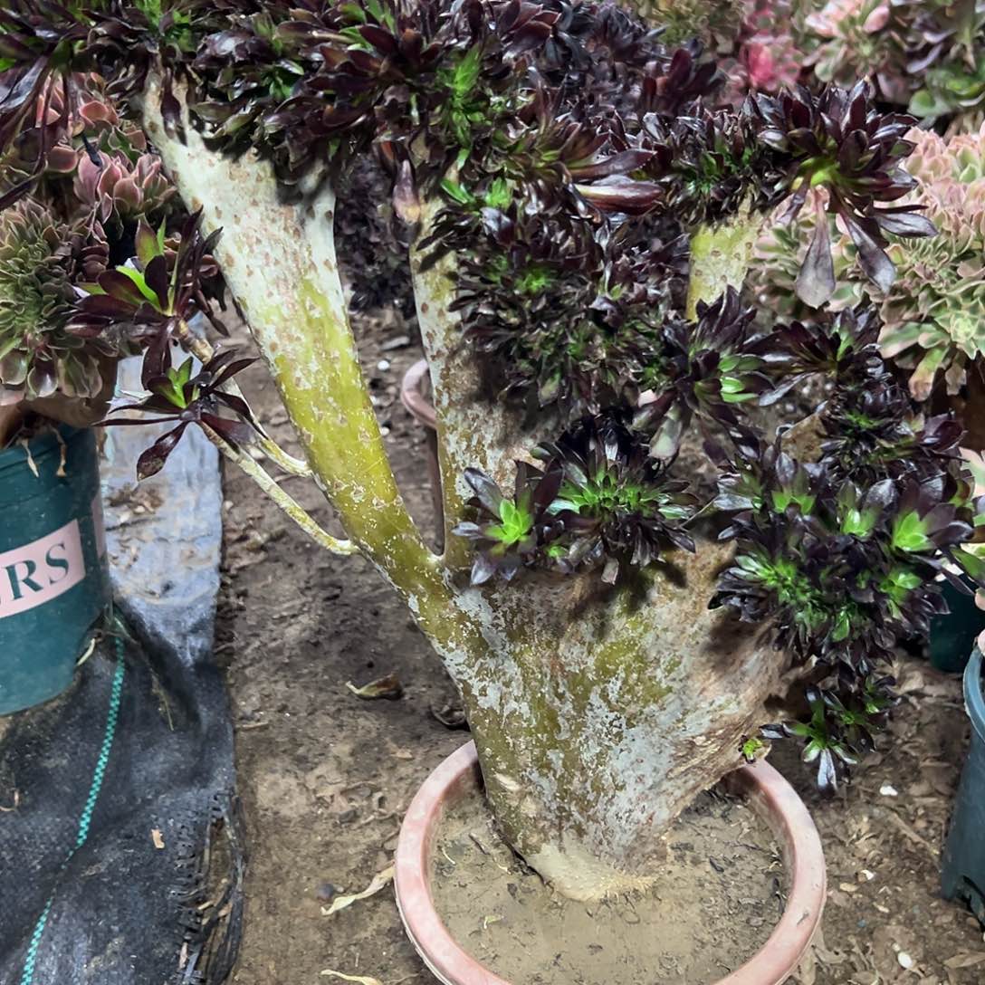 多101肉植物黑法师缀花