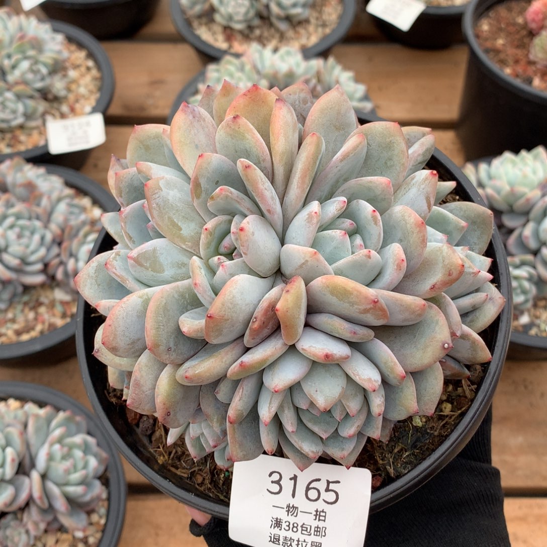 13厘米九头石榴籽朵朵3165