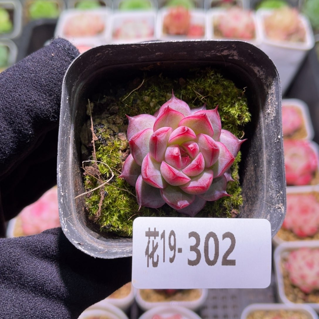 花利美19-302新品