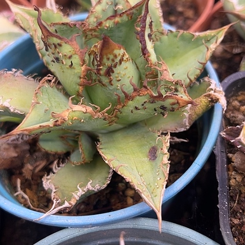 N***D金蟾被刺天花板植物