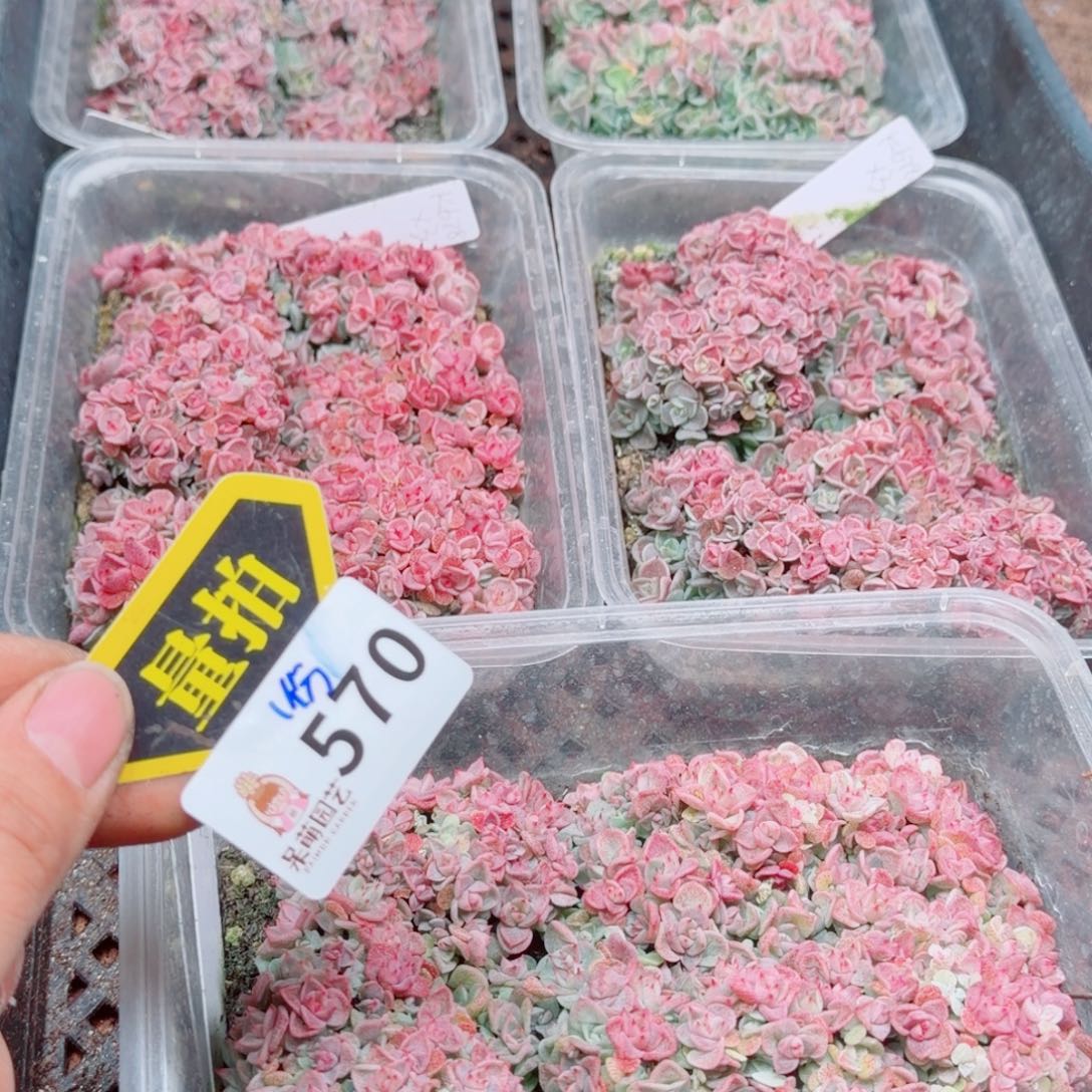 多肉植物多肉植物