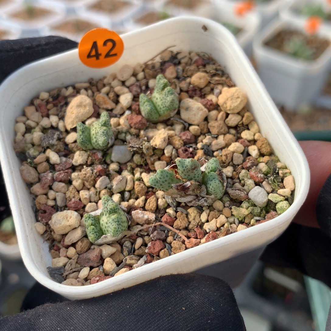 42号鹿角斑马母本