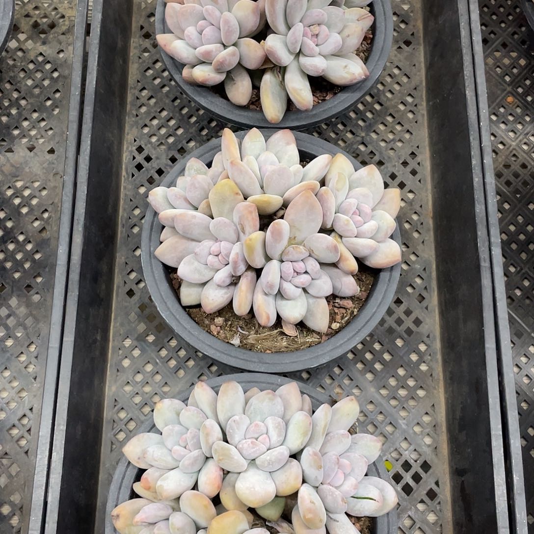 2号香水，三盆一组