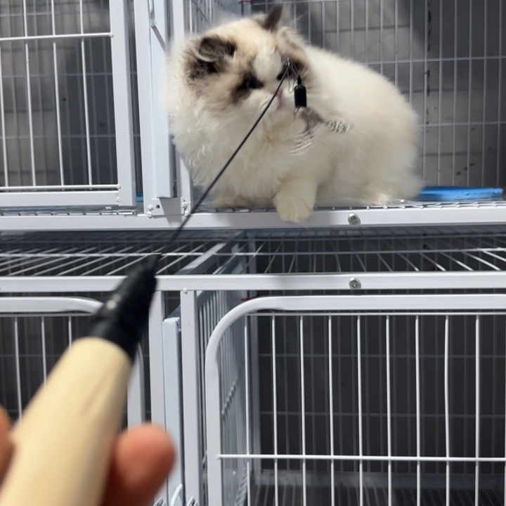 甜美可爱的可爱布偶猫不错的