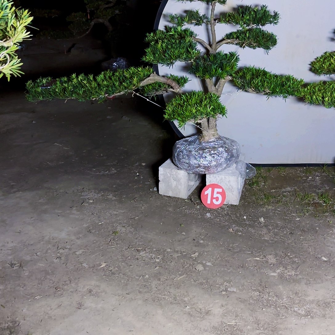 无花朵精品小叶雀舌罗汉松盆景