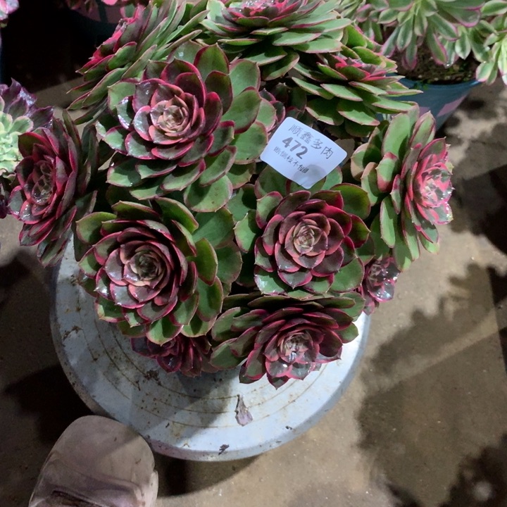 472粉花妖多肉植物