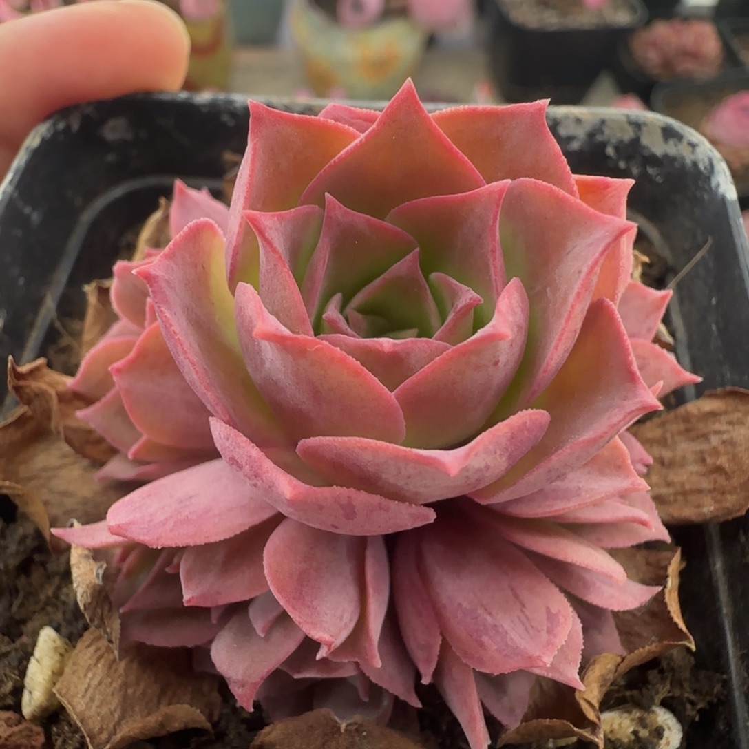 L137半城玫瑰凤火