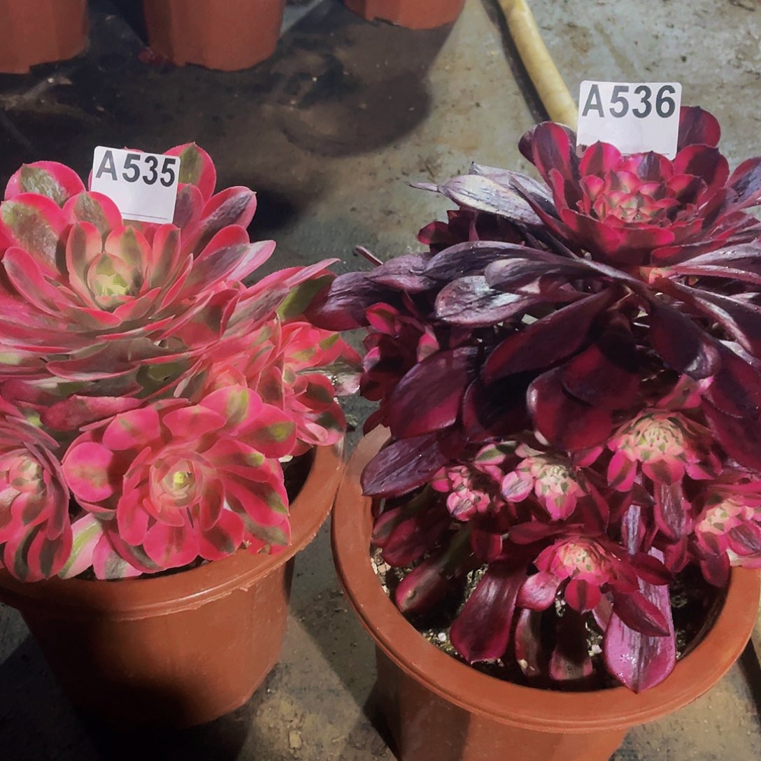 女巫535共同白536福利