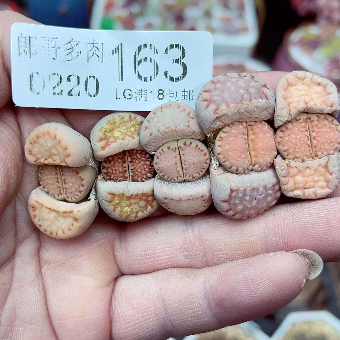 郎哥多肉生石花20-163