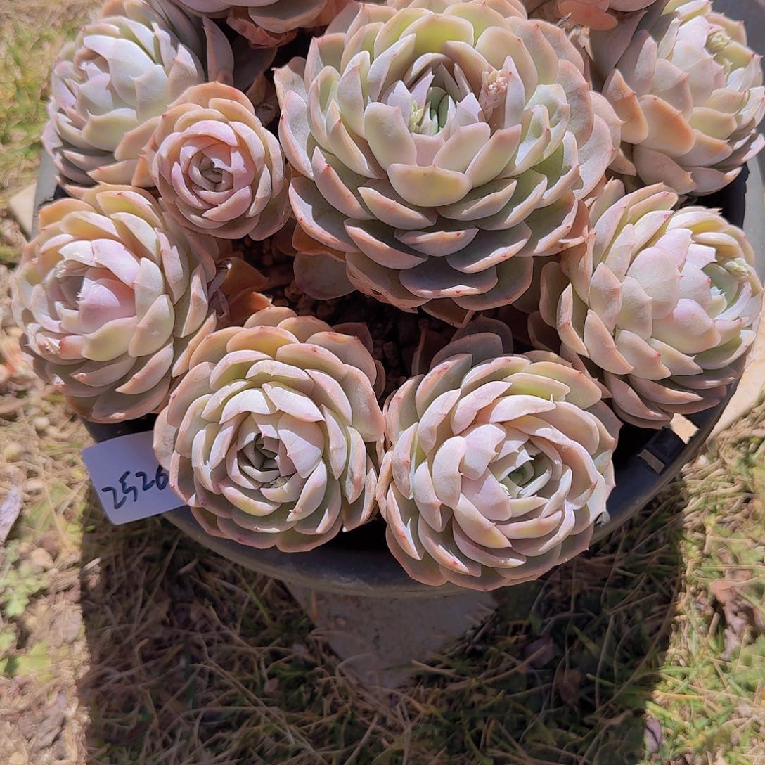 雨*2526蓝色惊喜多肉植物