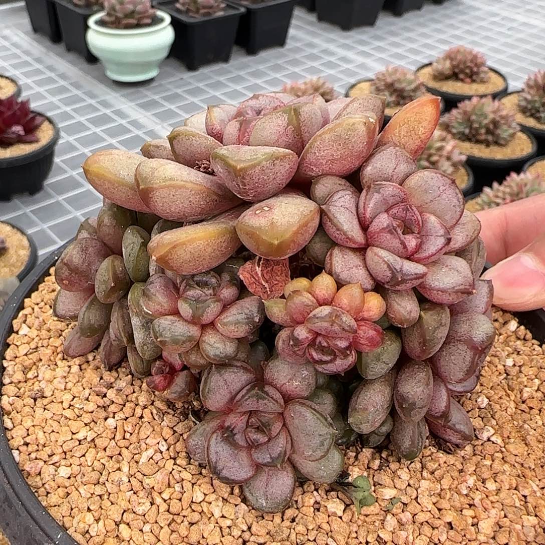 从前慢花园精选葡萄小