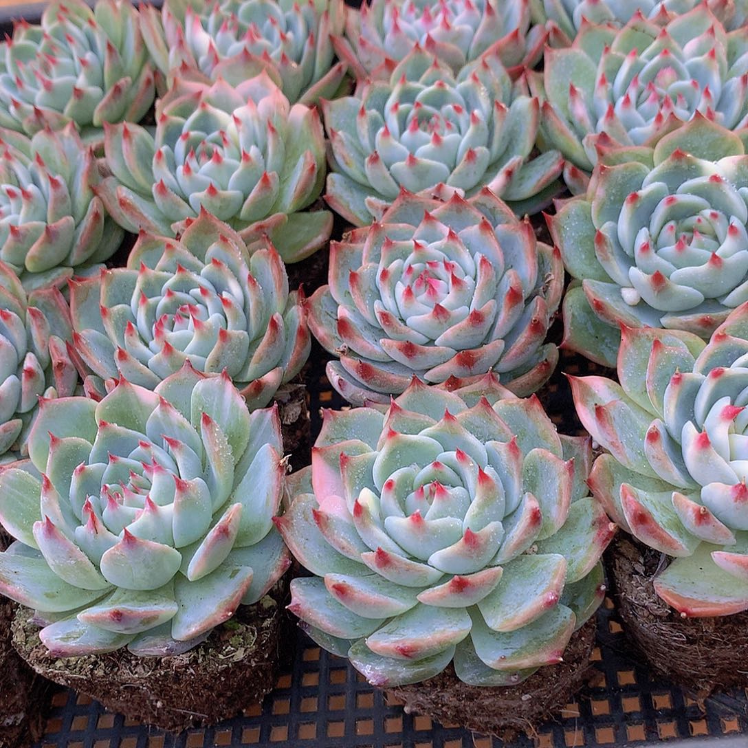 三颗吉娃娃345678999000