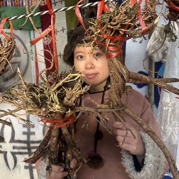 黄芪西藏高原黄芪