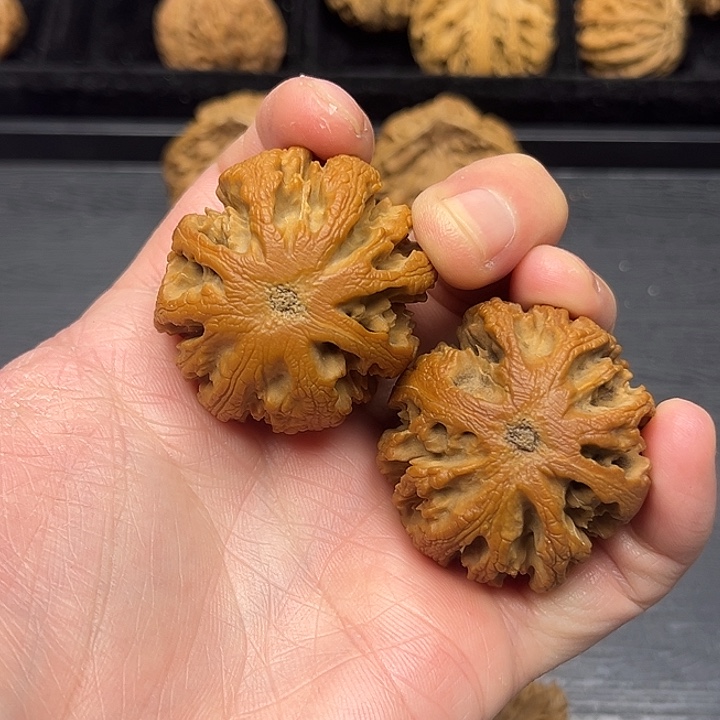 熊***～香樟木突突突突突突突突