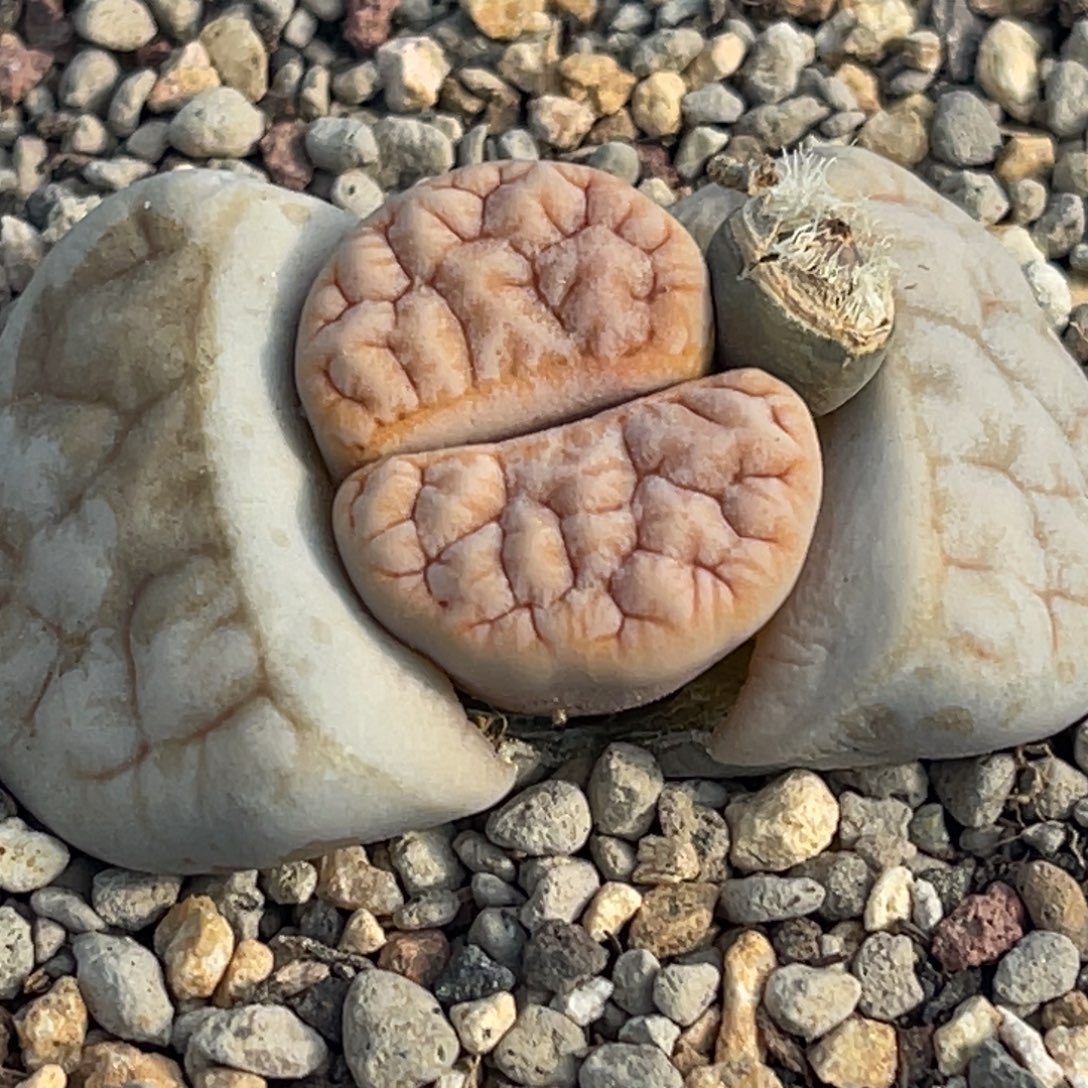 7835凹凸铁189一颗