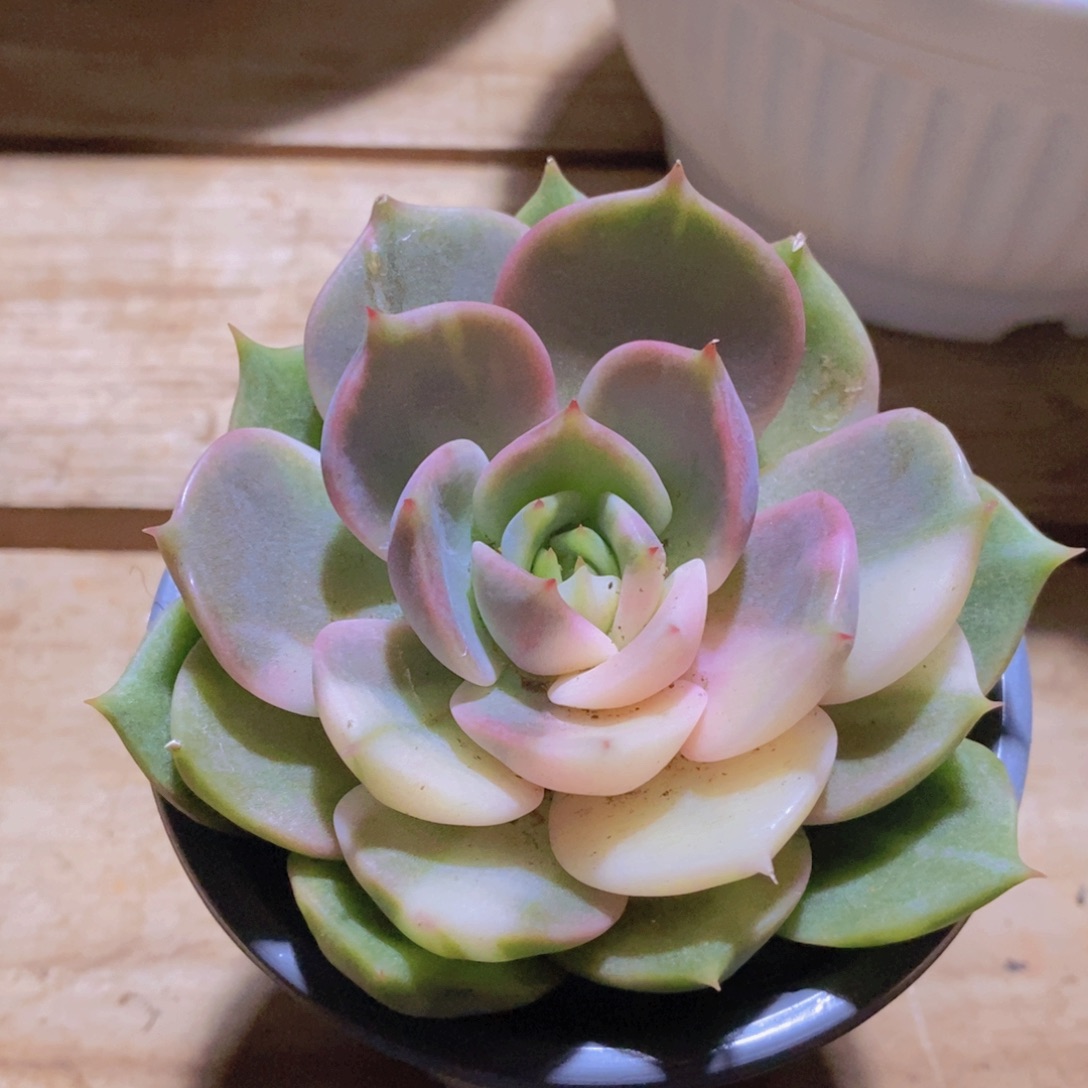 东云阴阳锦2        