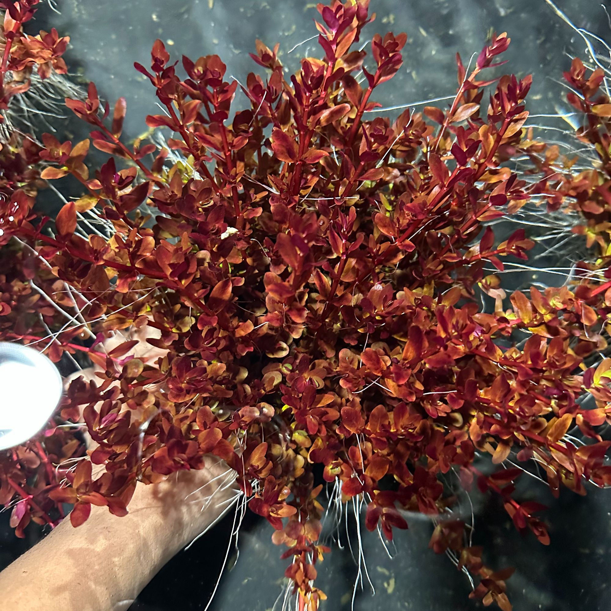 【云端宫廷】鱼缸造景水下大坨真水草