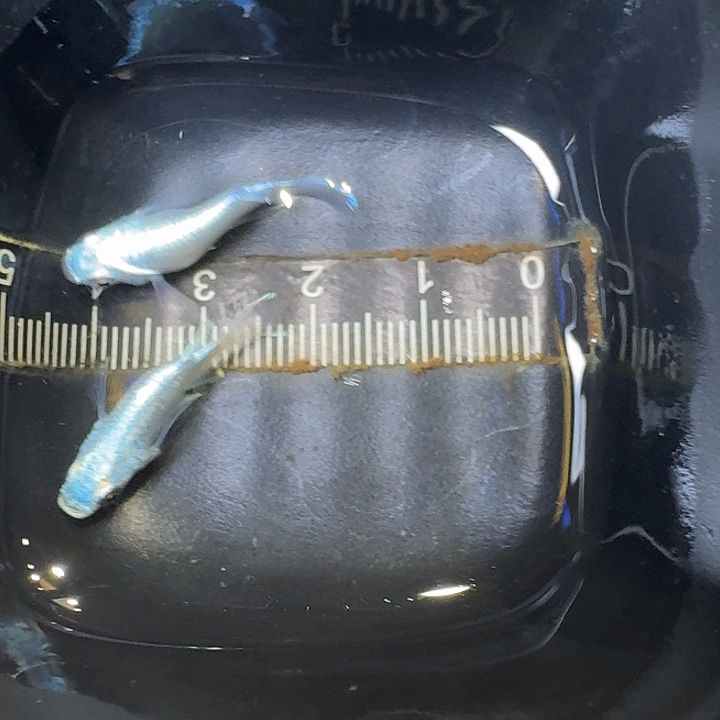 青鳉鱼25号拍品干支短球