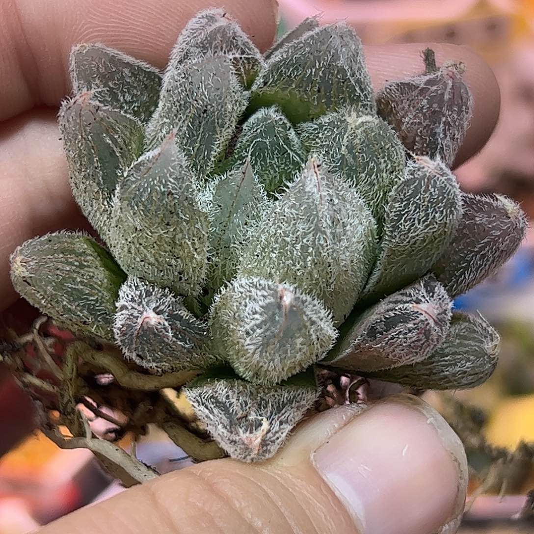 梦露十二卷多肉植物满