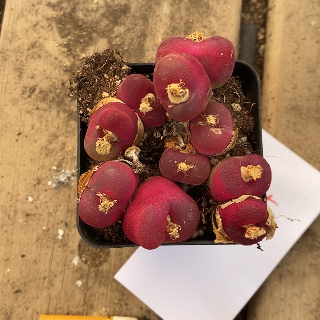 19355。  一组。一组。   瑕疵蟠桃。  