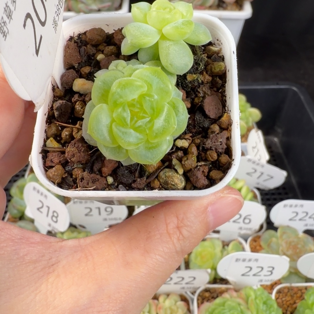 甜心三头群204号一颗