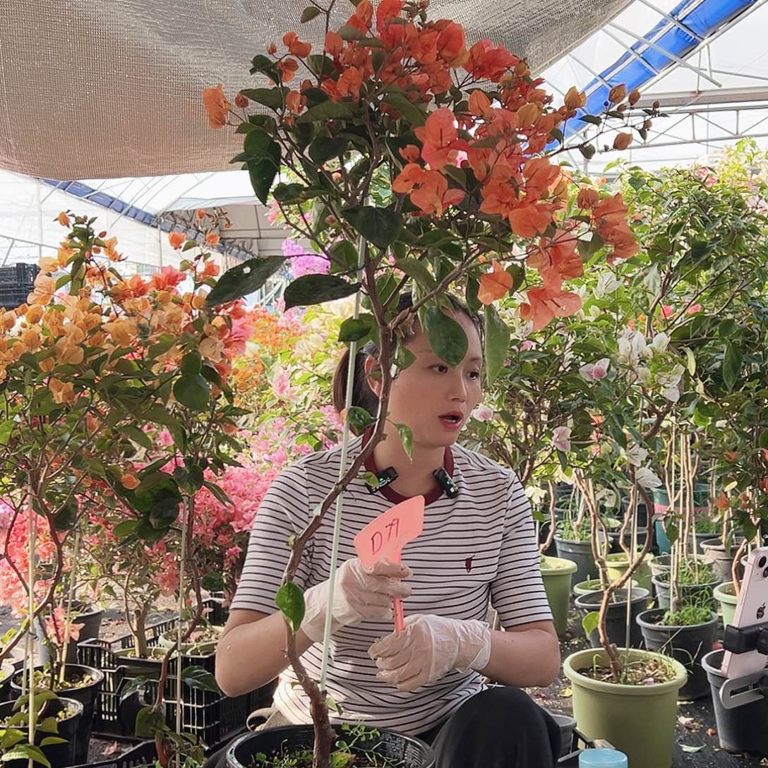 流***光大部分花苞少量开放D79阿达娜