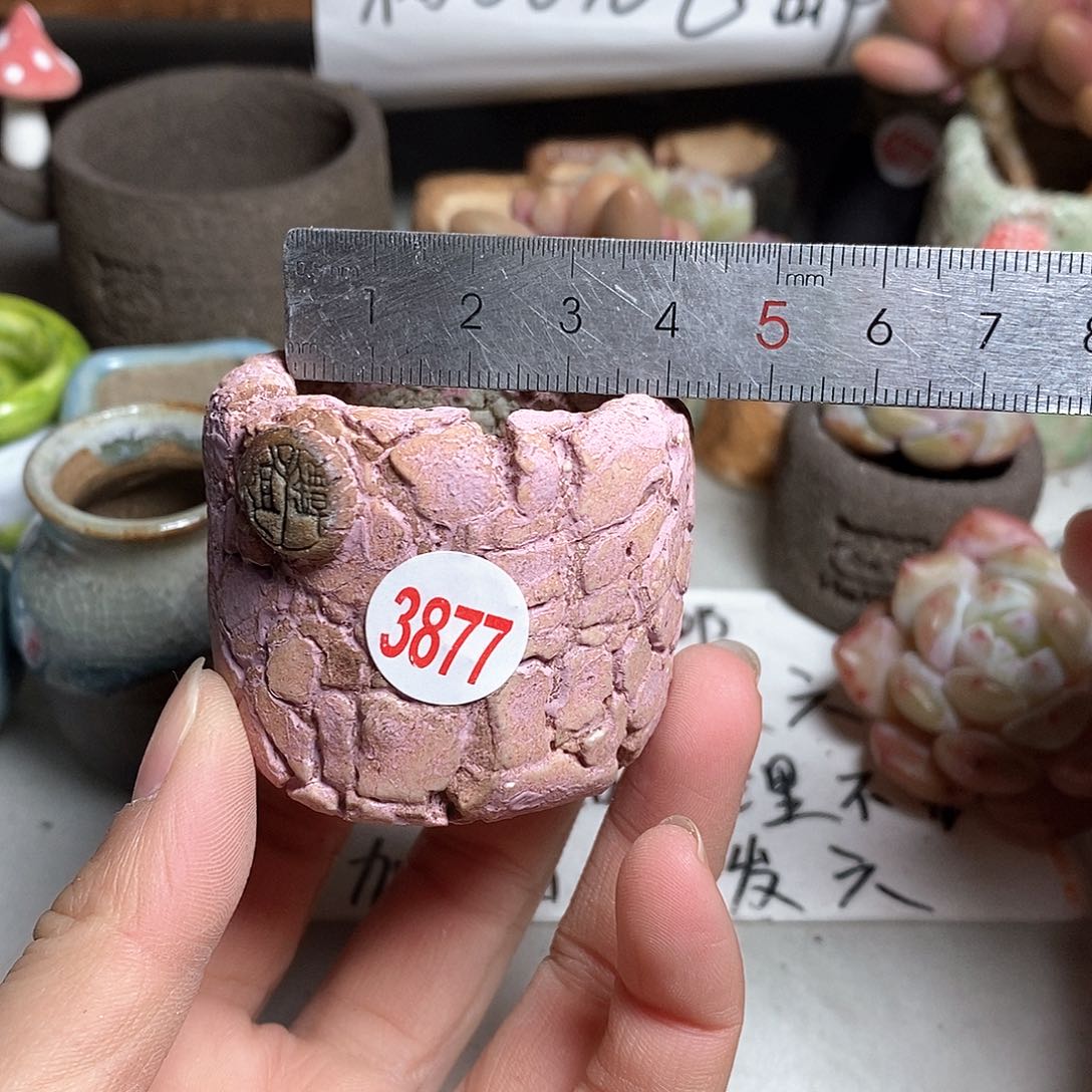 红陶拍5送一个小