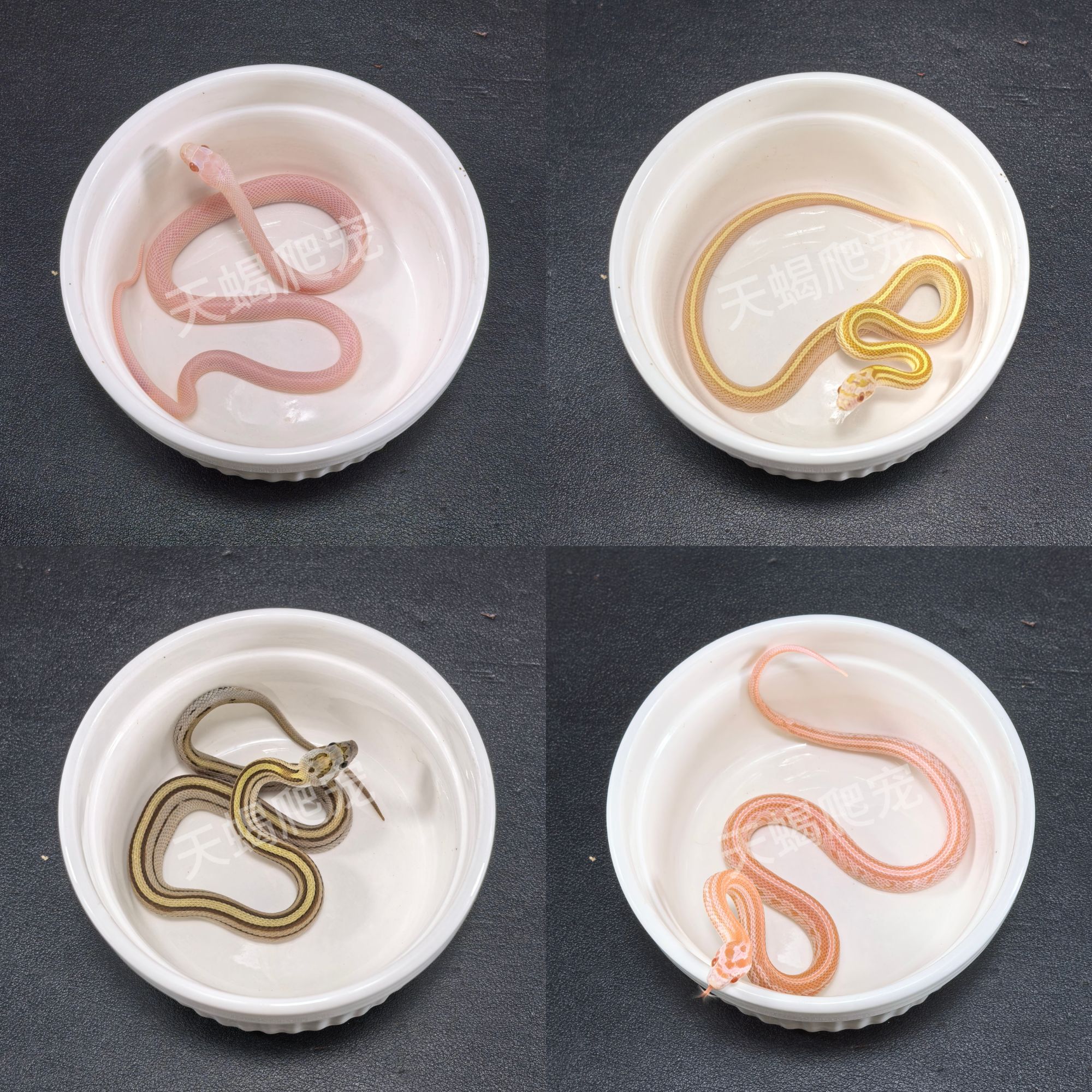 精品玉米蛇（幼崽）