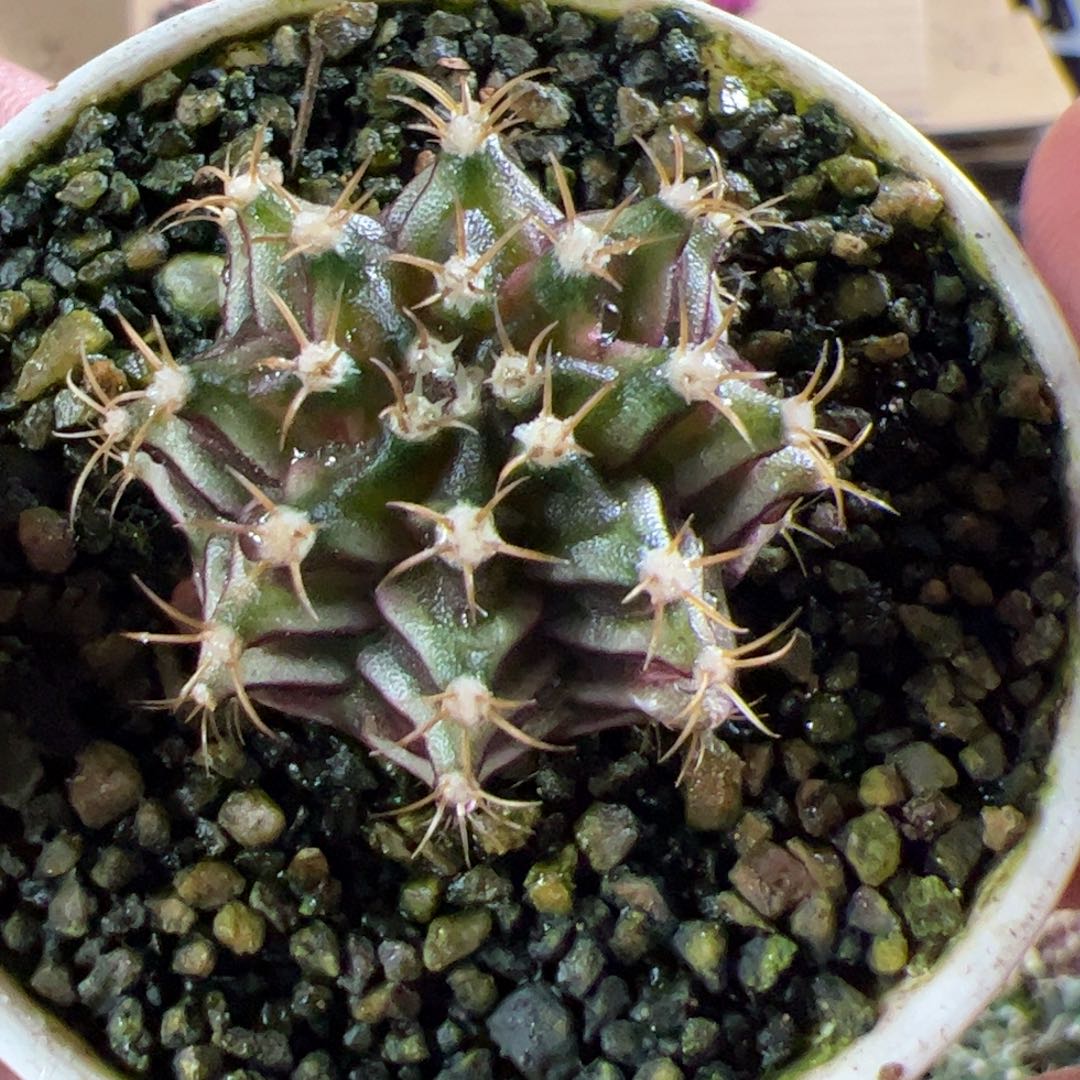 当前无花栽培后可以开花580