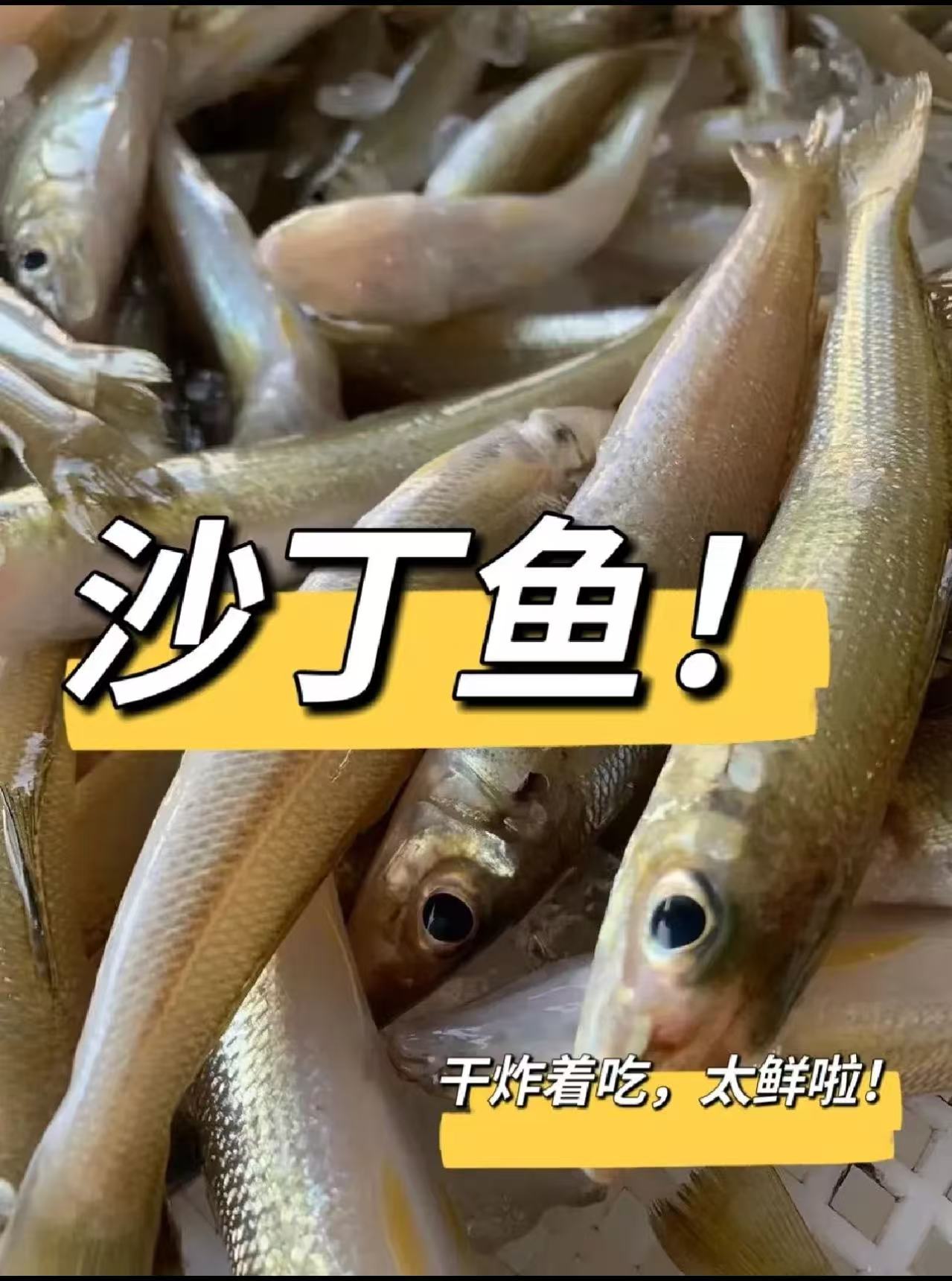 广东汕尾本港小船野生沙尖鱼