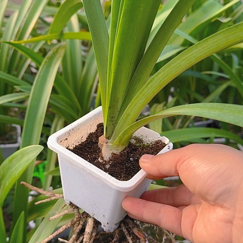 蓝色蜂鸟5+带土带盆