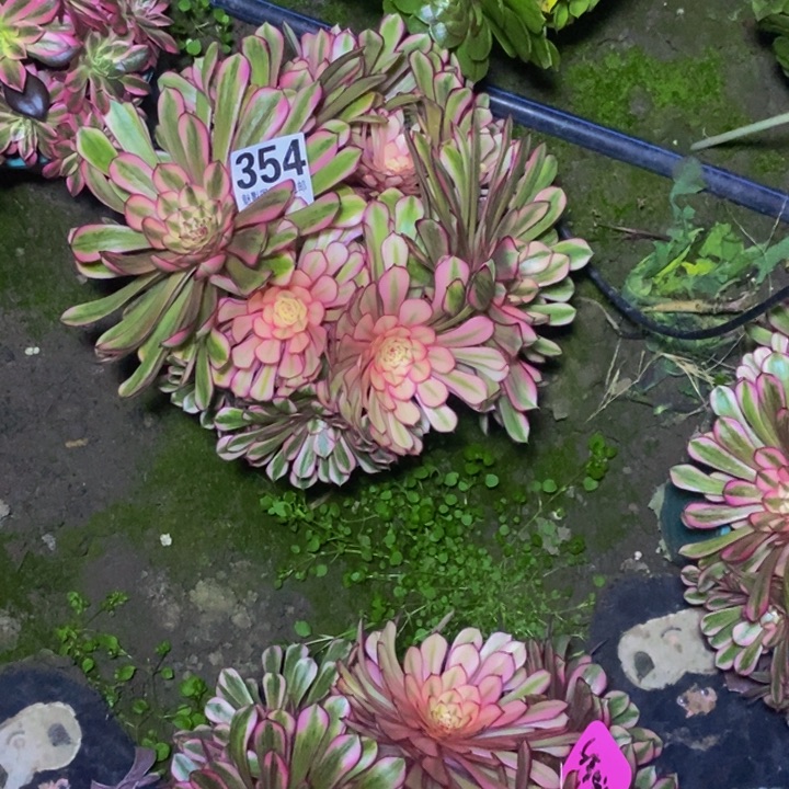 白月光27-10花花