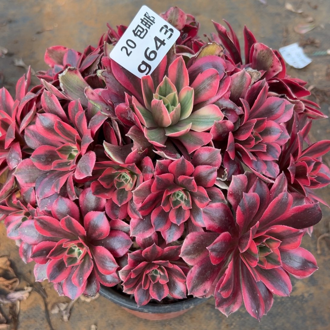 643女妖，，满20包邮嘟叮熊