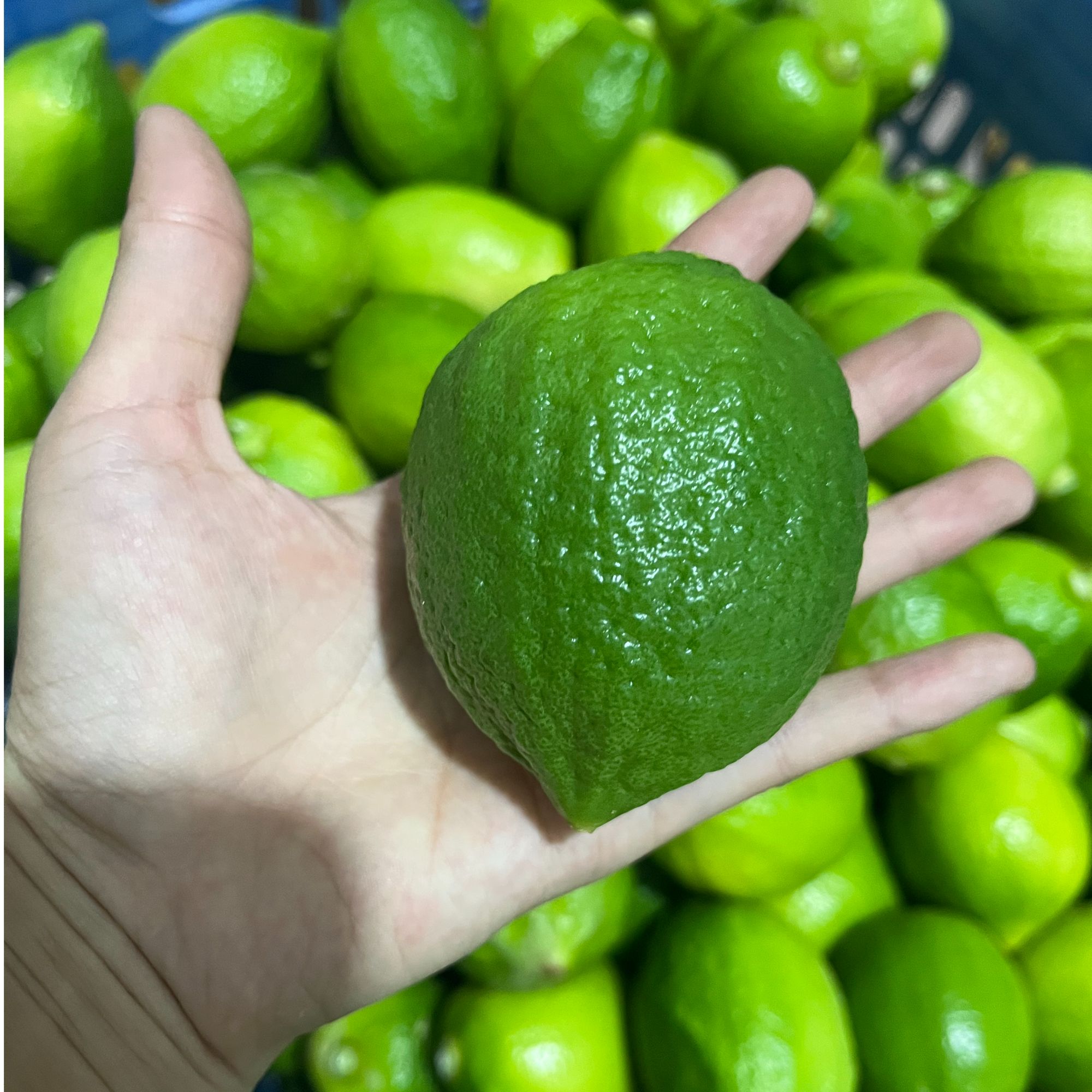 正宗广东香水柠檬新鲜现摘果香浓郁产地直发奶茶店专用