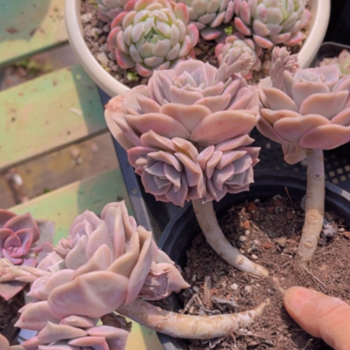 【闪购商品】可爱玫瑰12190