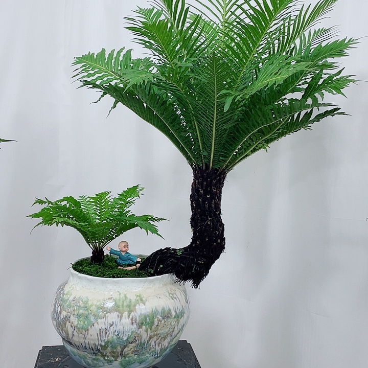 无花朵老桩富贵蕨