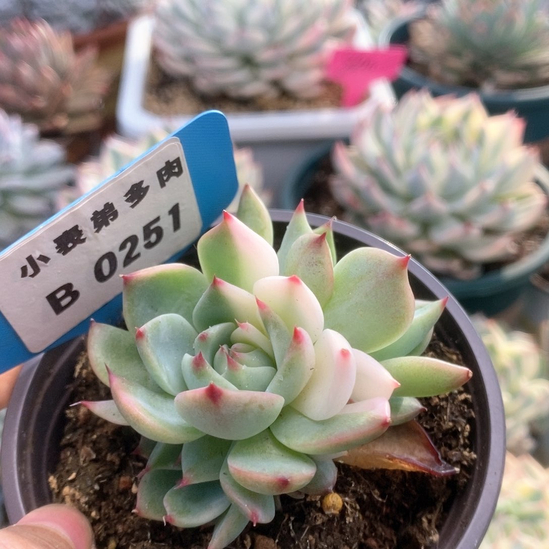 B251锦锦锦锦锦锦锦