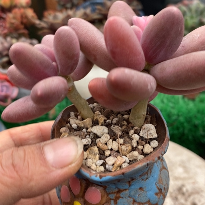 糖果美人带盆土精控小老砖