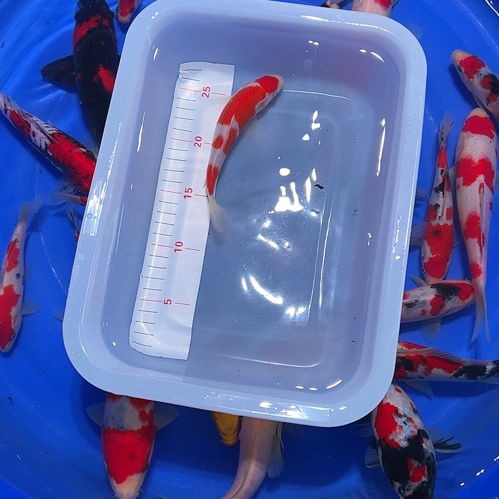 海水锦鲤的尾巴和尾巴