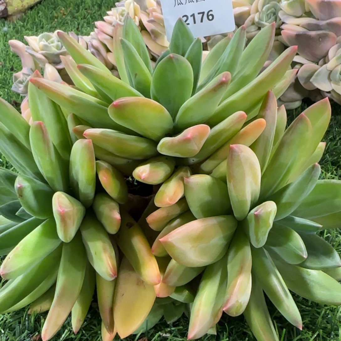 2176海洋之歌群里多肉植物的