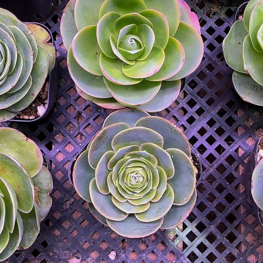 2棵 非偏远包邮玻璃心慎拍