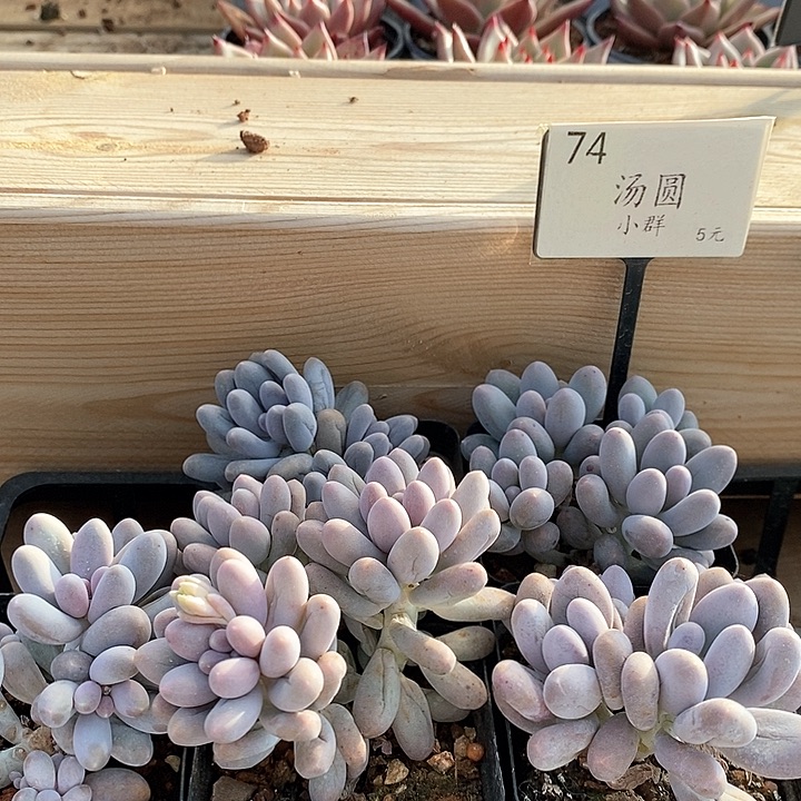 74汤圆小群 福利多多