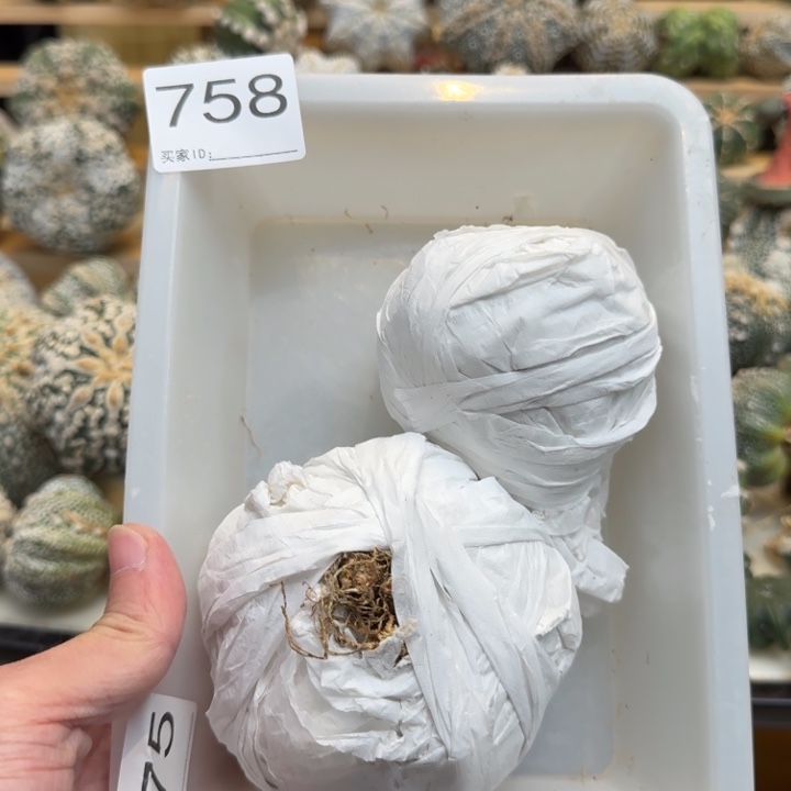 兜星球仙人球是758